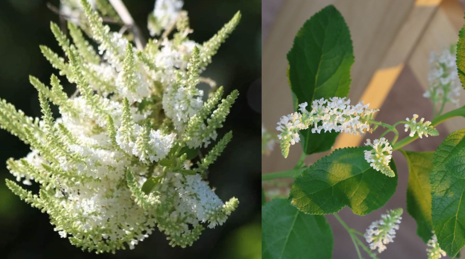 Nguồn gốc của cây Bạch Trầm Hương